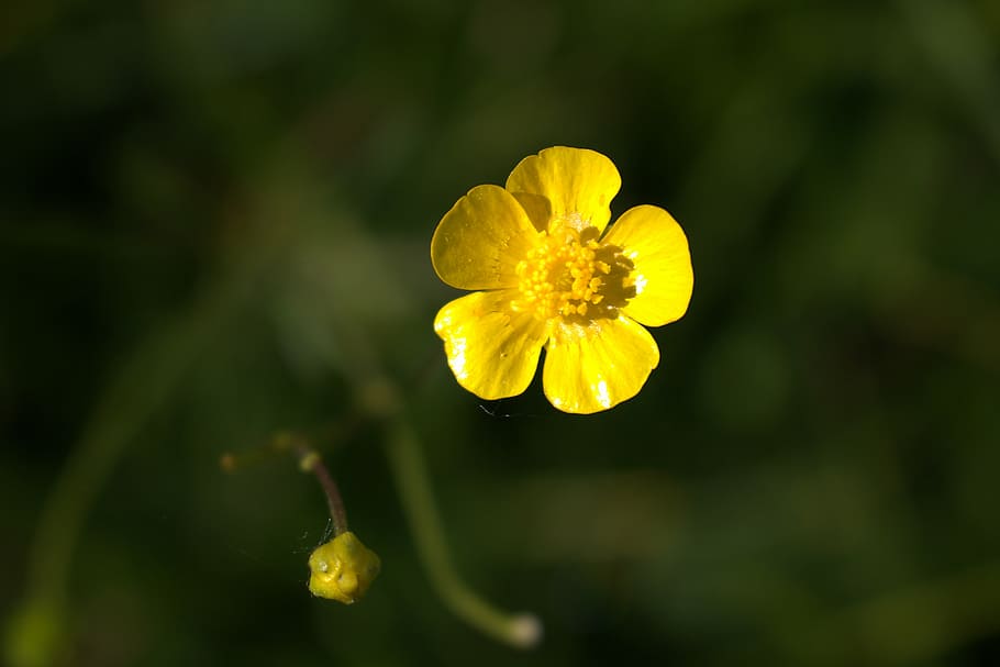 flower, yellow, close, bright, plant, nature, blossom, bloom HD wallpaper
