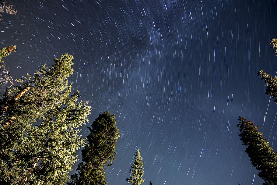 worms view of sky filled with stars, low angle photo of trees and sky HD wallpaper