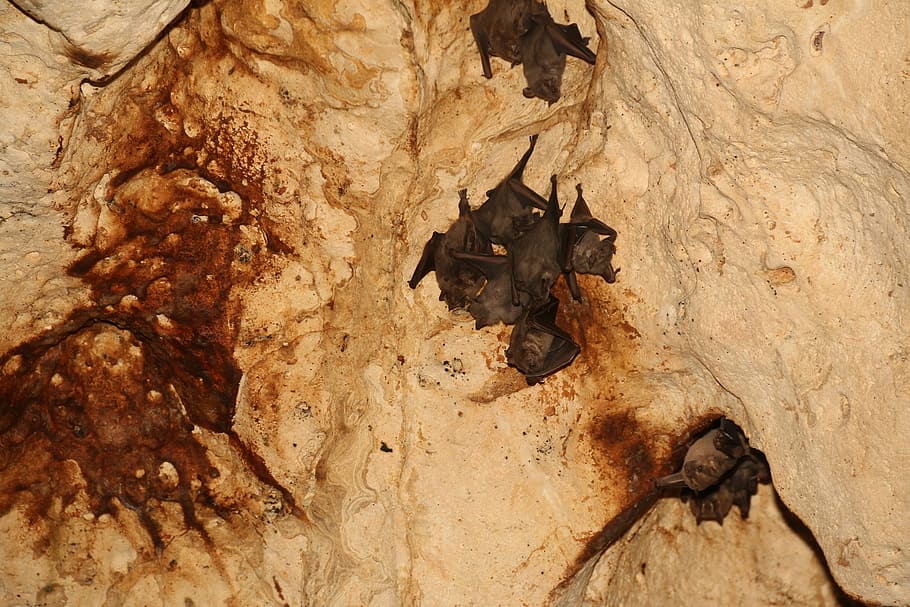 Bats, Cave, Nature, Animal, hanging, nocturnal, mammal, wild HD wallpaper