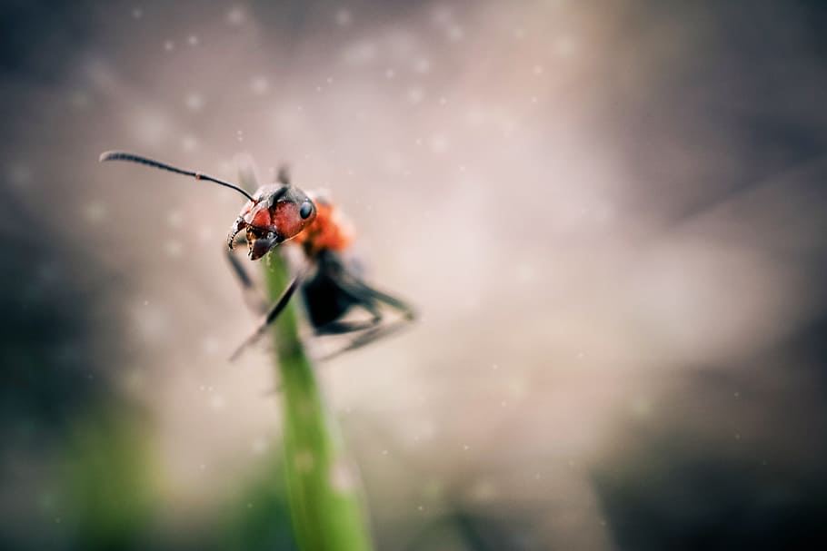 Ant, Insects, Macro, Animal, White, Wild, wildlife, summer HD wallpaper