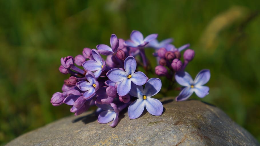 nature, plants, flourishing, without, violet, spring, stone, HD wallpaper