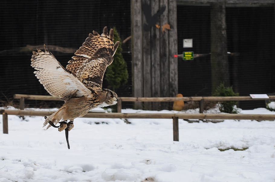 owl, hellenthal, flight, bird, raptor, bill, plumage, snow HD wallpaper