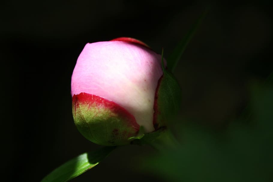 Peony, Flower, Macro, Button, flowering, light, fruit, food and drink HD wallpaper