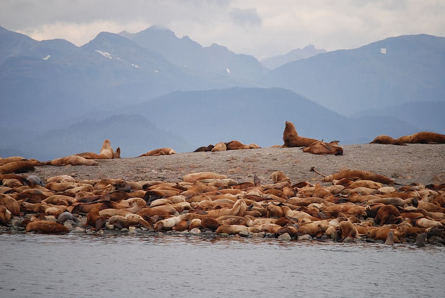 HD wallpaper: sea lions, juno alaska, animals, mountain, water, beauty in  nature | Wallpaper Flare