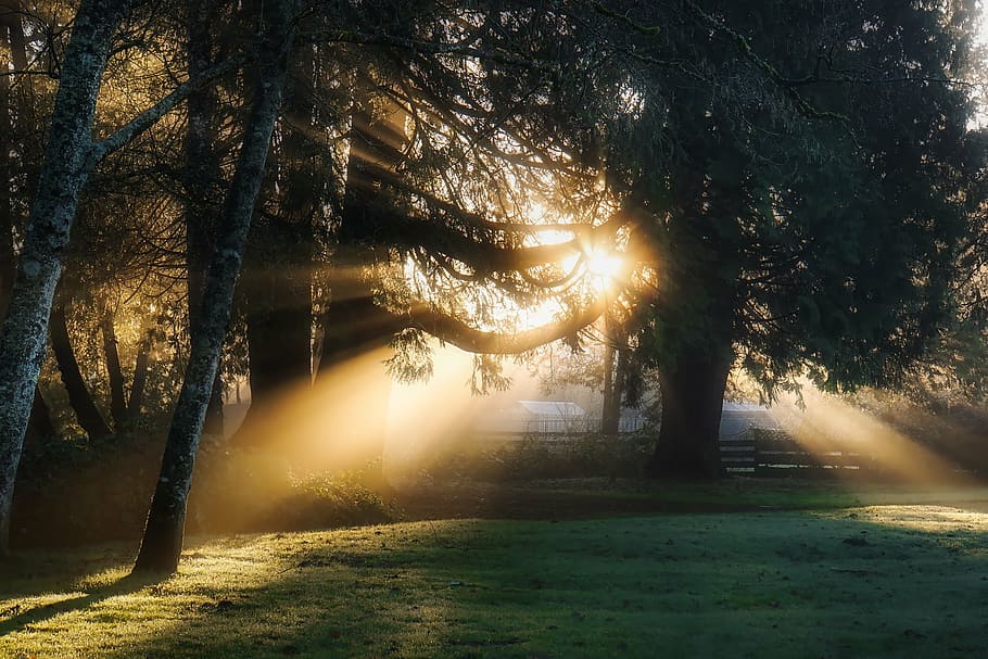 green leaf trees at daytime, sunrise, daybreak, sunlight, rays