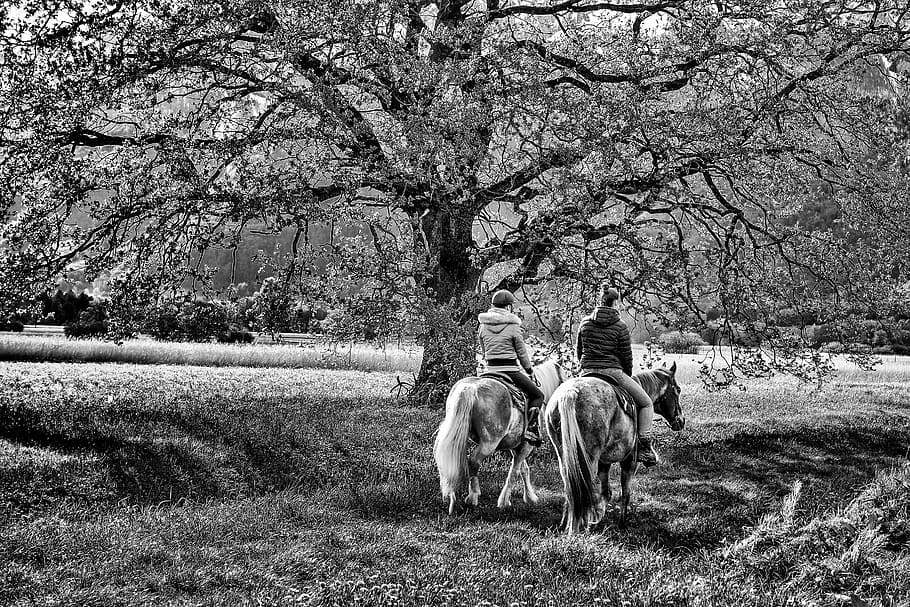 two, 2, tree, horse, showed two, nature, animal world, leisure HD wallpaper