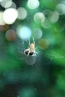 spider, insects, arachnophobia, spider web, animal themes, invertebrate HD wallpaper