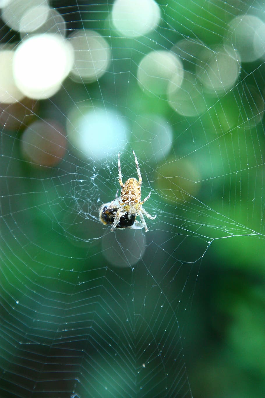 spider, insects, arachnophobia, spider web, animal themes, invertebrate HD wallpaper