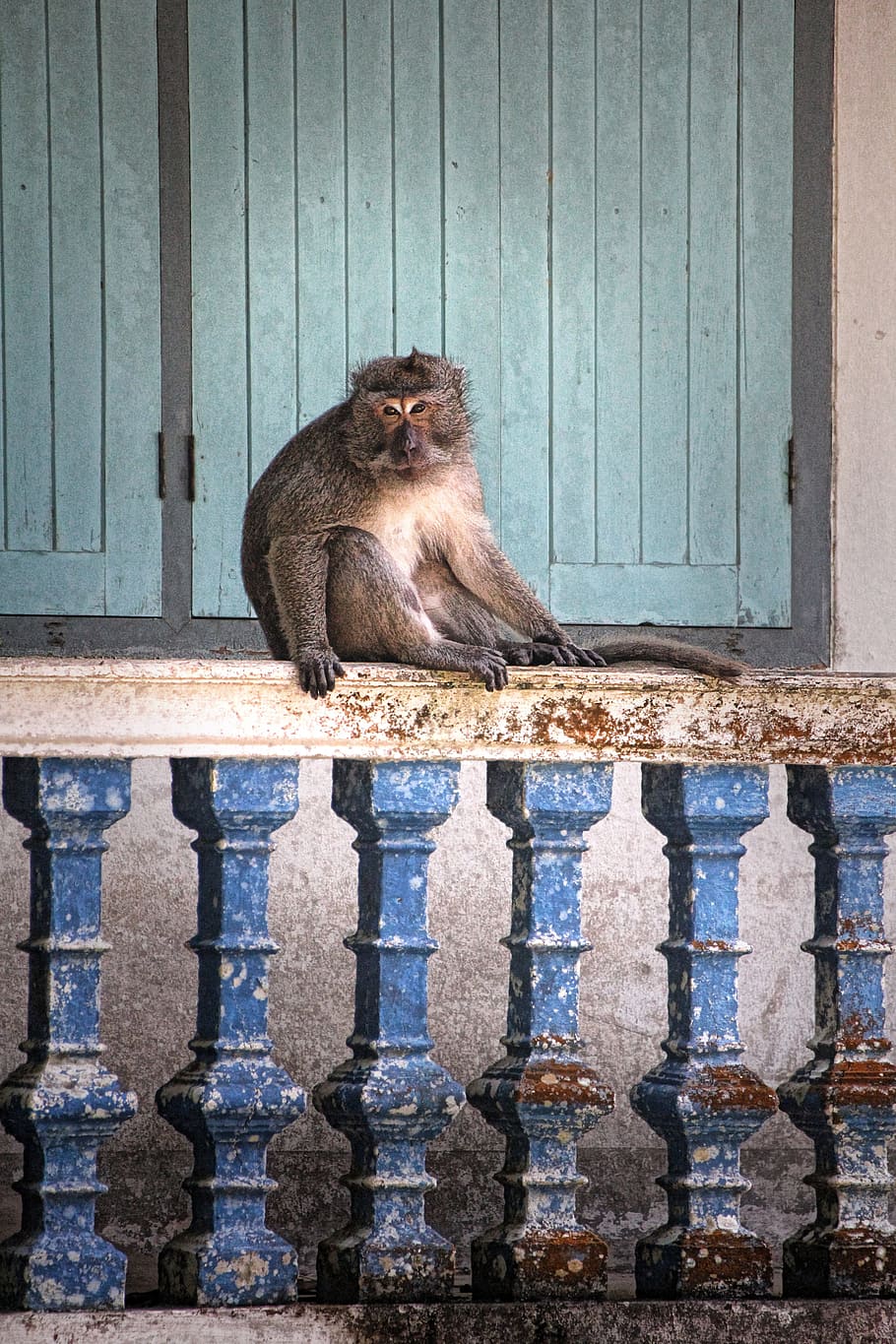 Monkey, Thailand, makake, old world monkey, guard, railing HD wallpaper