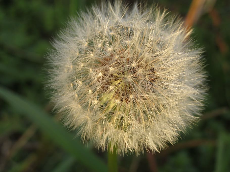 dandelion, spring, flower, natural, season, white, flora, outdoor HD wallpaper