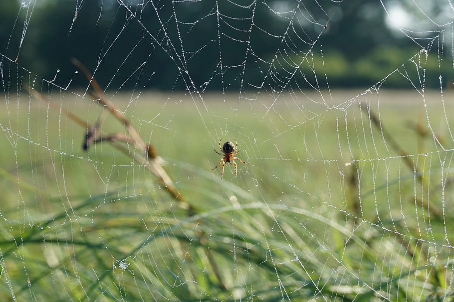 spider, cobweb, nature, spider web, fragility, animal themes HD wallpaper