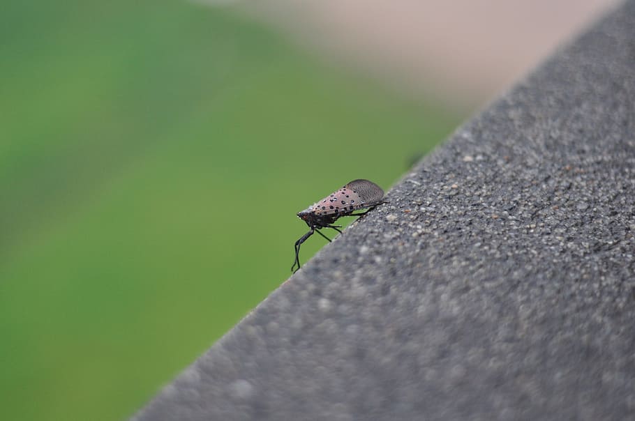 bug, found error, insect, invertebrate, animal wildlife, animal themes HD wallpaper