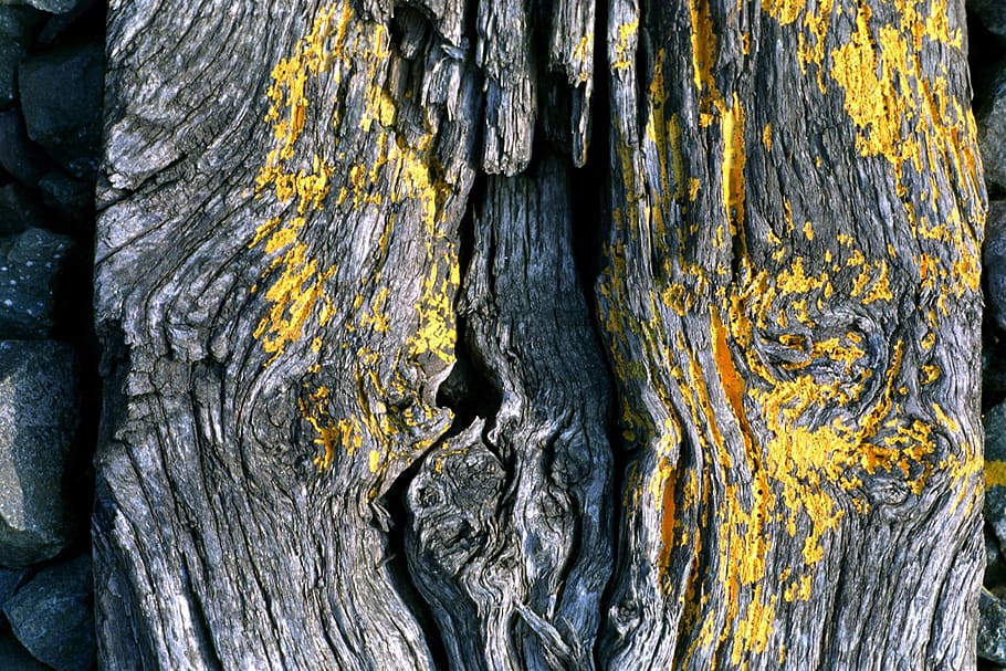 naughty, abstract, yellow, textured, trunk, tree, tree trunk HD wallpaper