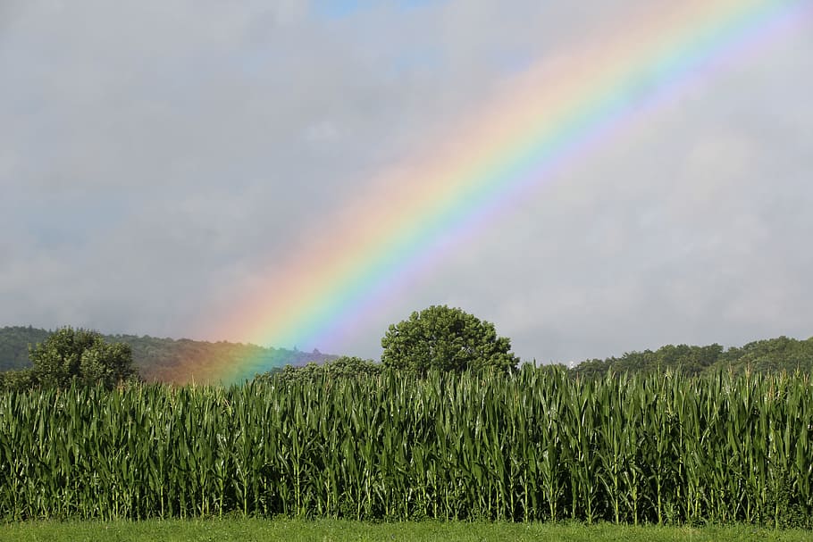 rainbow, cornfield, green, multi colored, plant, sky, environment HD wallpaper