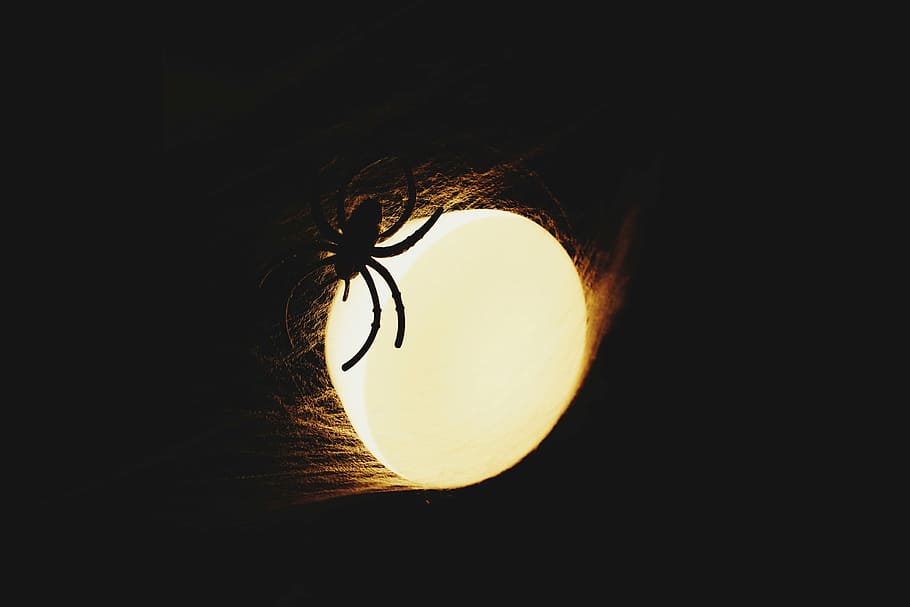 lighting, spider, halloween, spider web, close-up, copy space HD wallpaper