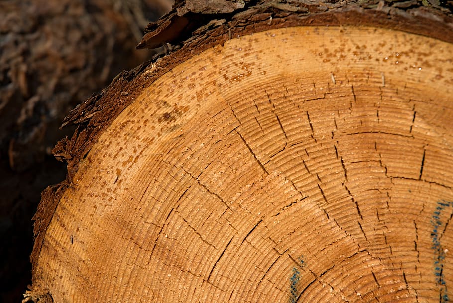 rings, strain, wood, losers, extraction, tree, macro, tree bark, HD wallpaper