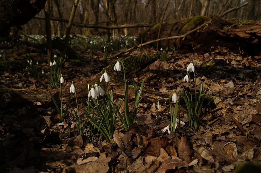 snowdrop, flower, white, forest, avar, spring, spring flower HD wallpaper