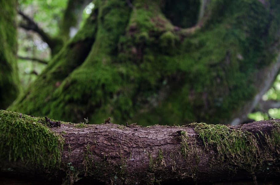 tree, green, moss, nature, branches, wood, animal wildlife HD wallpaper
