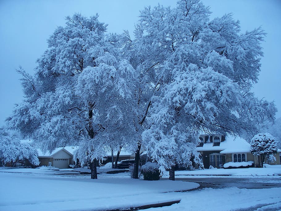 snow, tree, ice, winter, cold - Temperature, nature, season HD wallpaper