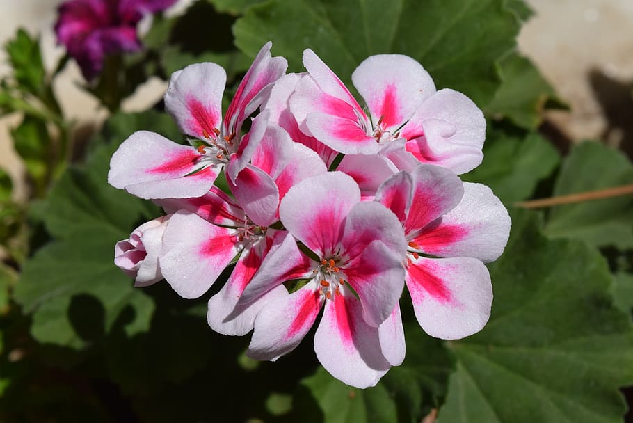 geranium, flower, pelargonium, nature, petal, plant, pink Color HD wallpaper
