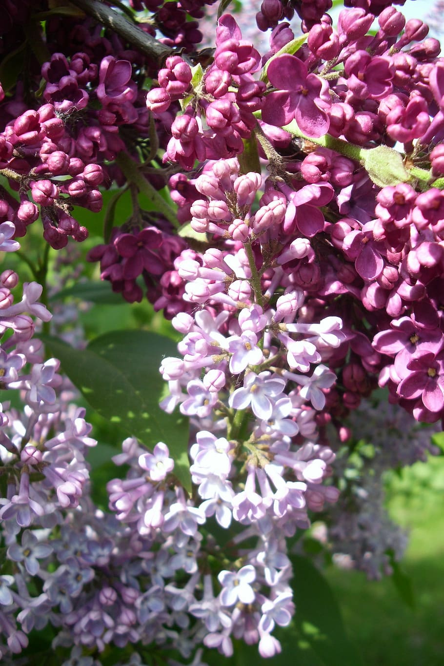 lilac, flower, bloom, bush, plant, spring, lilac branches, flowering plant HD wallpaper