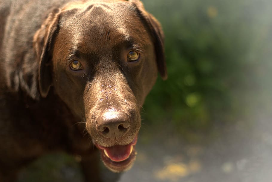 dog, eyes, pet, one animal, canine, pets, domestic, domestic animals HD wallpaper