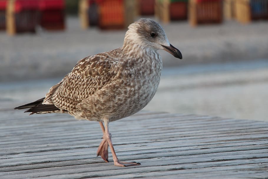 seagull, beach, ocean, bird, north sea, baltic sea, most beach HD wallpaper