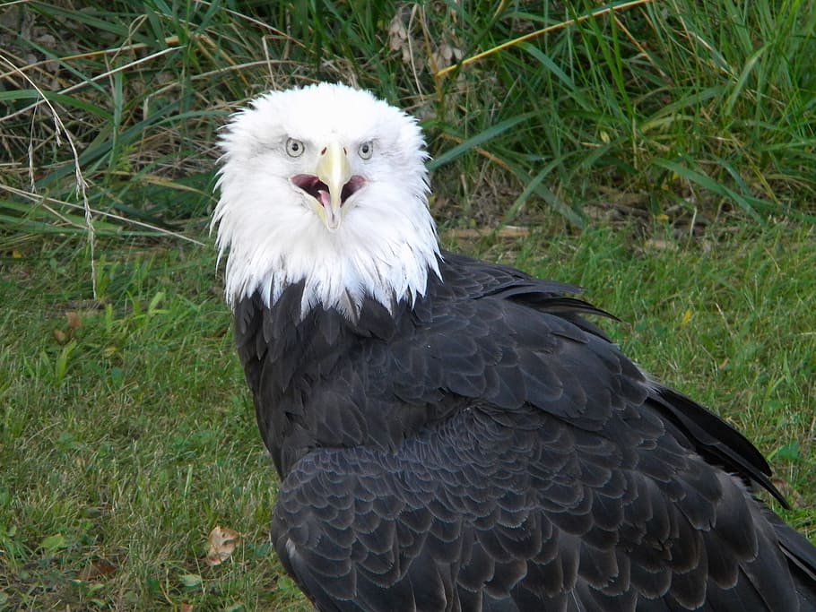 Eagles, Bald Eagle, Birds, Raptor, dom, symbol, patriotic, america HD wallpaper
