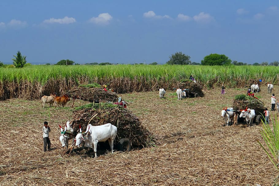 man standing beside white cow, Sugarcane, Field, Harvest, Ox Cart