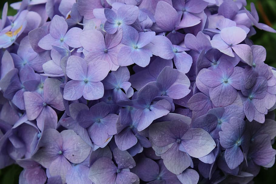focus photo of purple petaled flowers, closeup, photography HD wallpaper