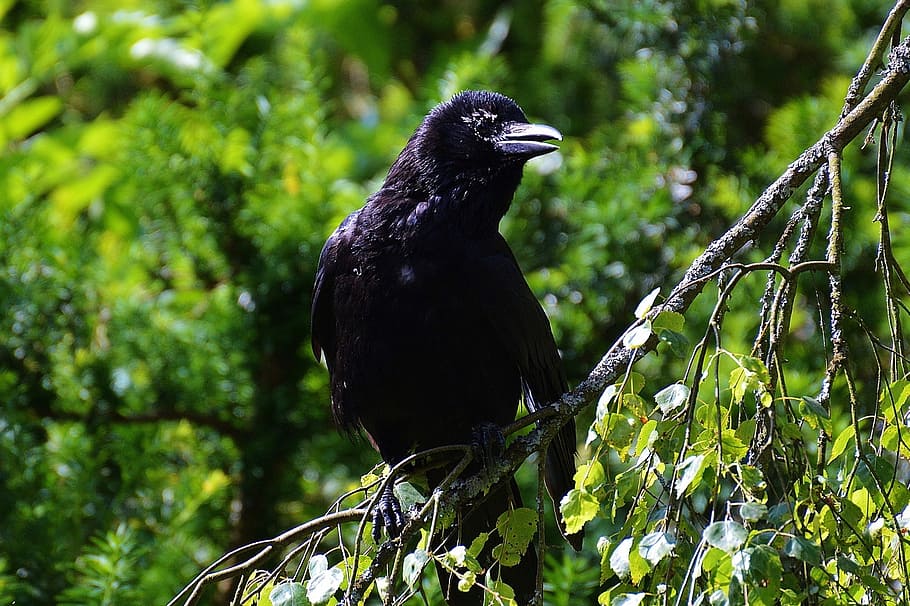 raven, crow, bird, black, raven bird, birds, fly, animal, bill HD wallpaper