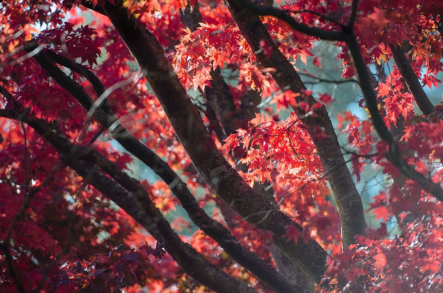 person taking photo of red leafed trees, plant, nature, autumn HD wallpaper