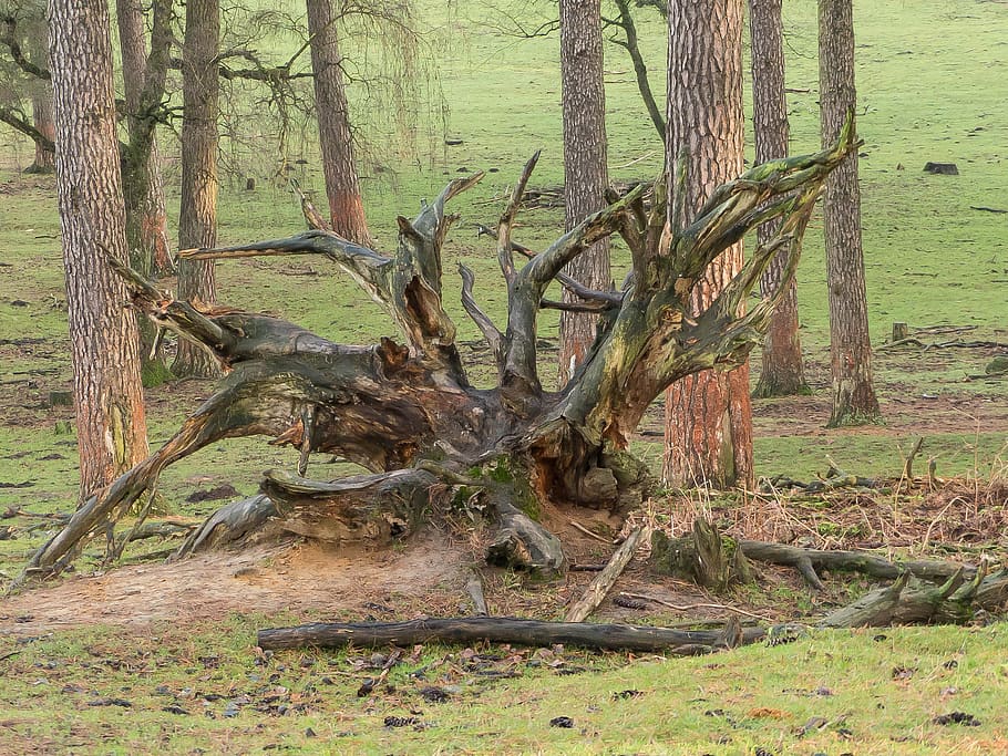 root, forest, tree, nature, log, overturned, brown, pulled out HD wallpaper
