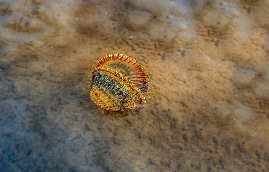 gray shell, nature, animal, creature, water, sea, sand, mud HD wallpaper