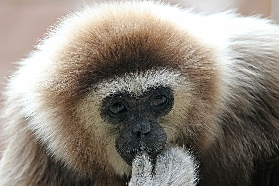 white and brown monkey, white-handed gibbon, ape, zoo, animal world