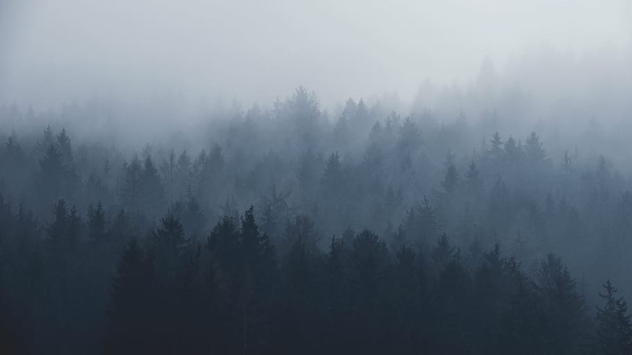 trees covered with fog, plants, pine, mountain, forest, nature, HD wallpaper