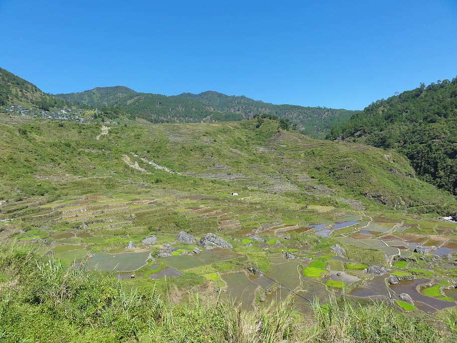 rice fields, rice terraces, farmland, philippines, rural, plant HD wallpaper
