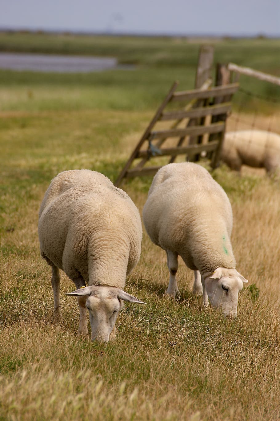 sheep, animal, wool, fur, agriculture, animals, dike, sheep face HD wallpaper