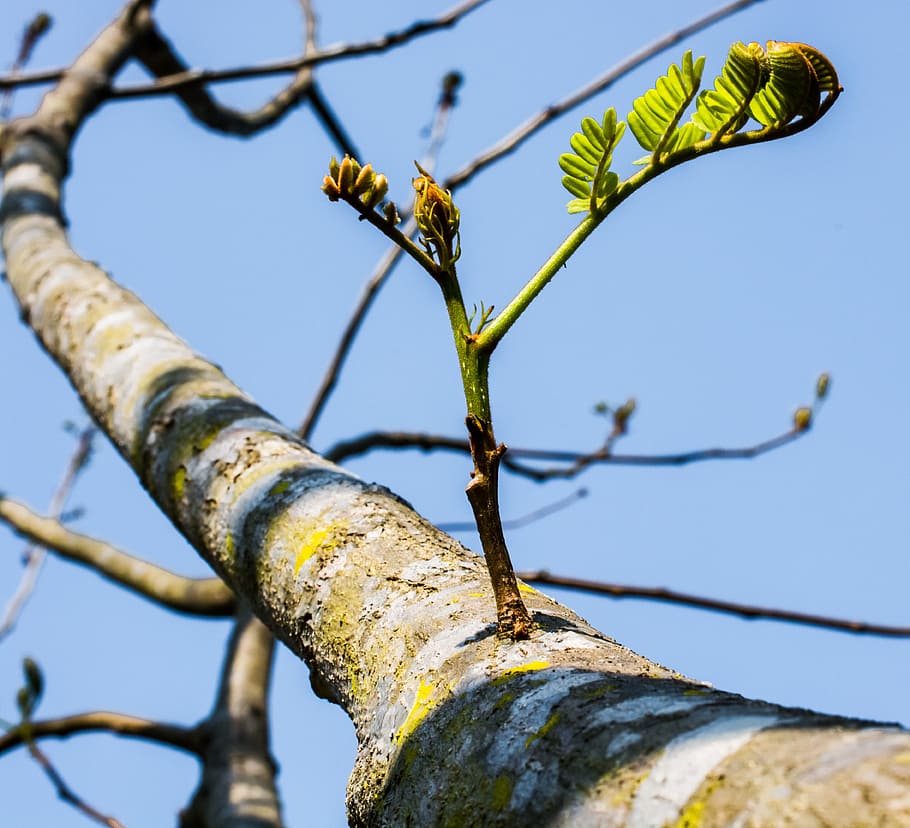 Young, Branches, Tree, Plant, young drove, spring, no people HD wallpaper