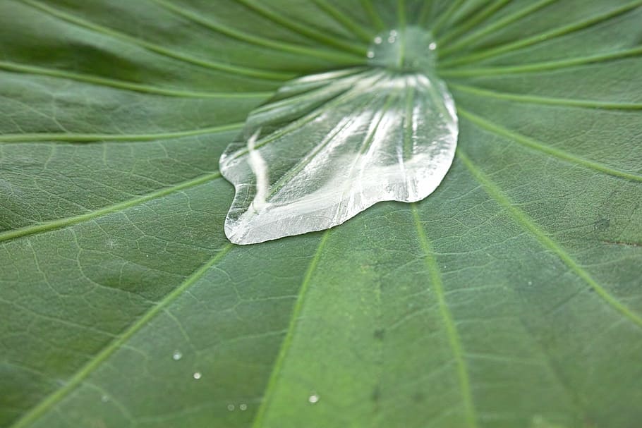 plant, leaf, green, shizuku, water, drop, dew, green color, HD wallpaper