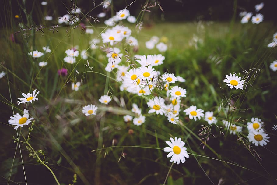 shallow focus photography of white flowers, bloom, blooming HD wallpaper