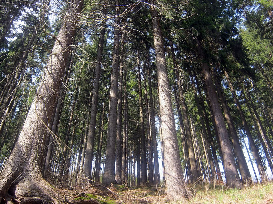 Forest, Nature, Trees, Crowns, background, perspective, view HD wallpaper