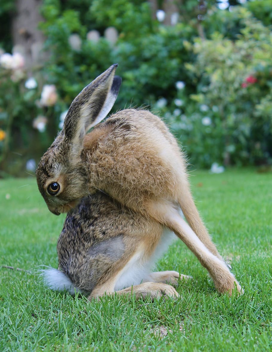european brown hare, young hare, france, cleaning, animal, animal themes