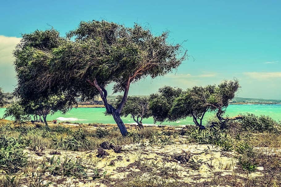 trees, dunes, seaside, nature, landscape, scenery, makronissos HD wallpaper