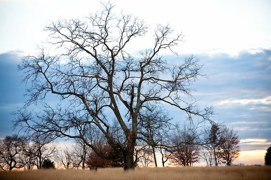 tree, field, landscape, autumn, trees, path, forest, sky, bare tree HD wallpaper