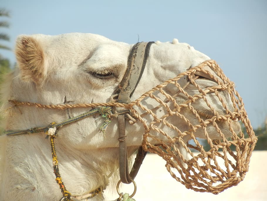 Camel, Dromedary, Desert, Ship, desert ship, africa, sahara HD wallpaper