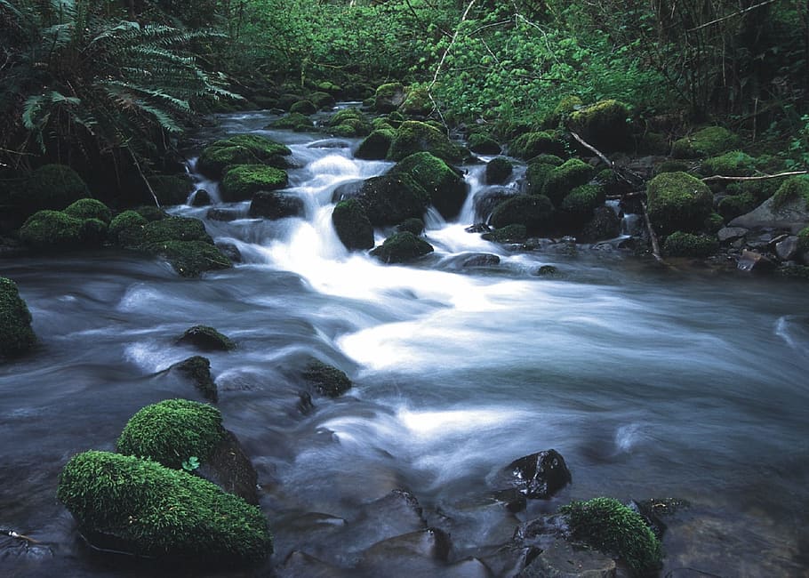 photography of river near trees at daytime, stream, wilderness HD wallpaper