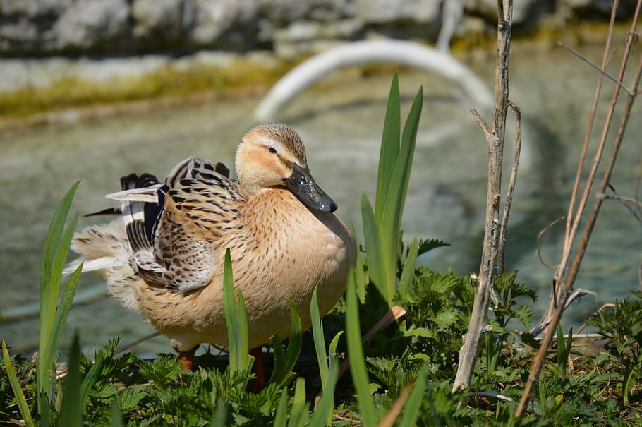 duck, bird, poultry, feather, bill, nature, animal, wildlife HD wallpaper
