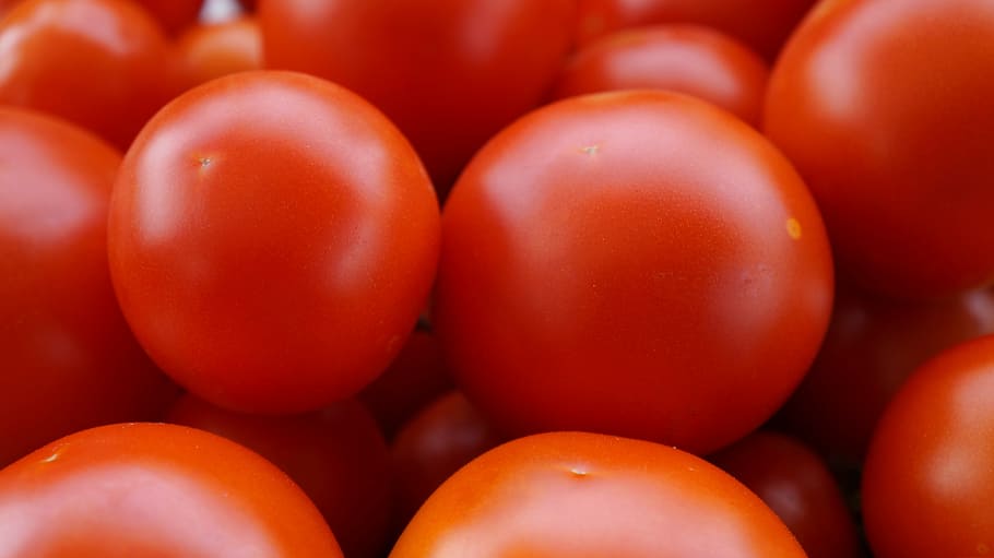 tomatoes, red, ripe, vegetables, food, vegetarian, vitamins HD wallpaper