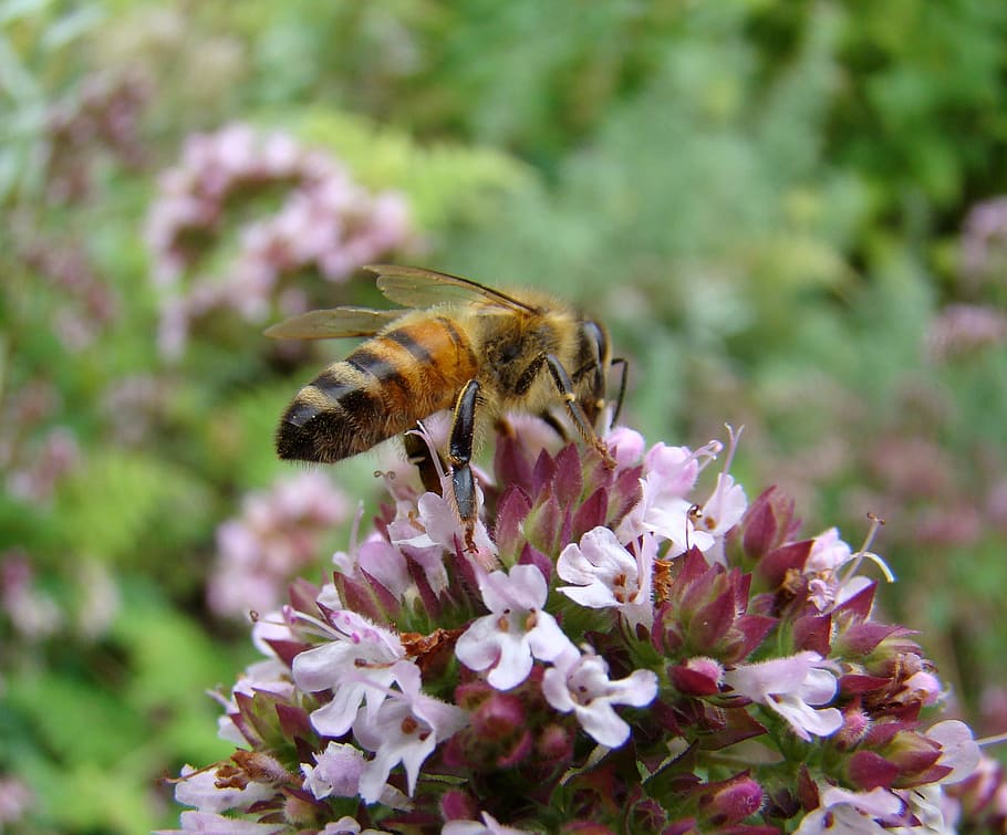 bee, insect, thyme, flower, grass, flowering plant, animal HD wallpaper